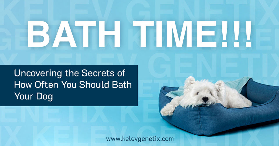Bath Time! Uncovering the Secrets of How Often You Should Bath Your Dog